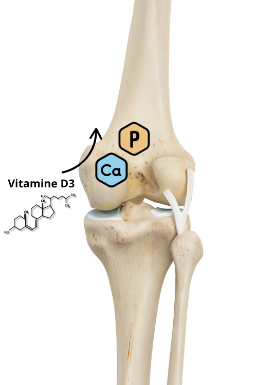 Rôle de la vitamine D sur la fixation du calcium et du phosphore